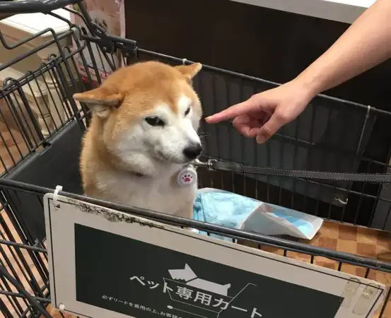 迷因柴柴2