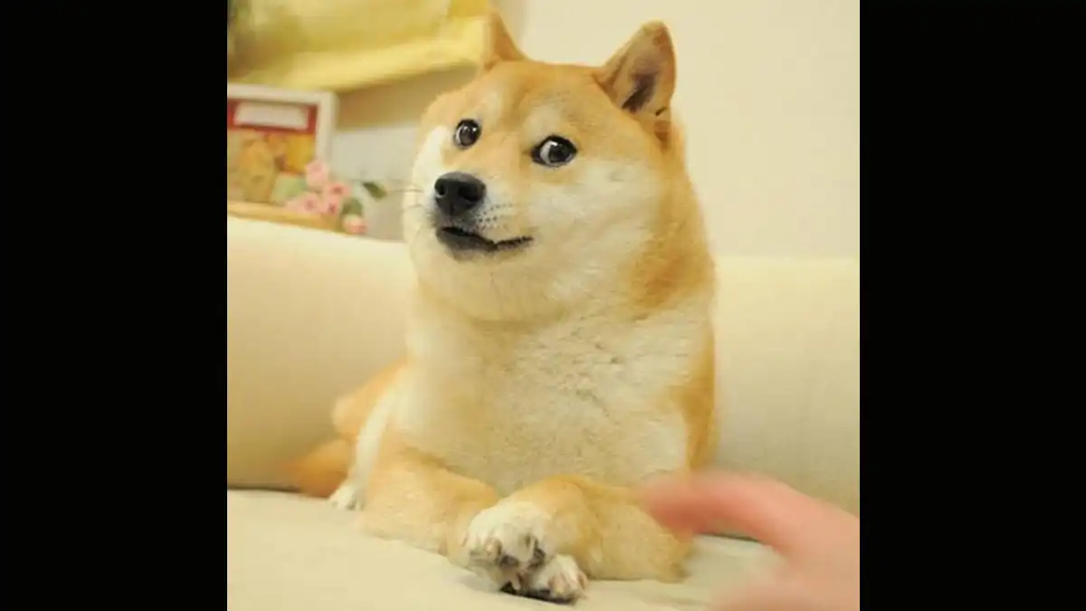 迷因柴柴3