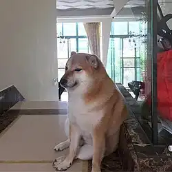 迷因柴柴4