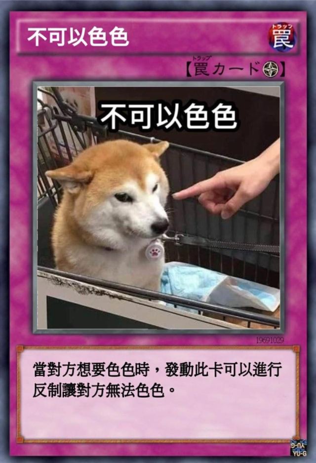 不可以色色！迷因柴柴「ポンさん」過世 可愛身影永存賽博