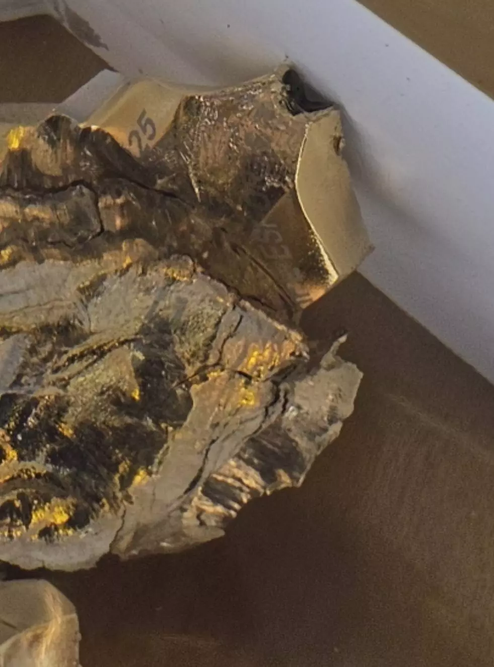 獎盃底座被狸貓換太子？EWC 電競世界盃爆爭議