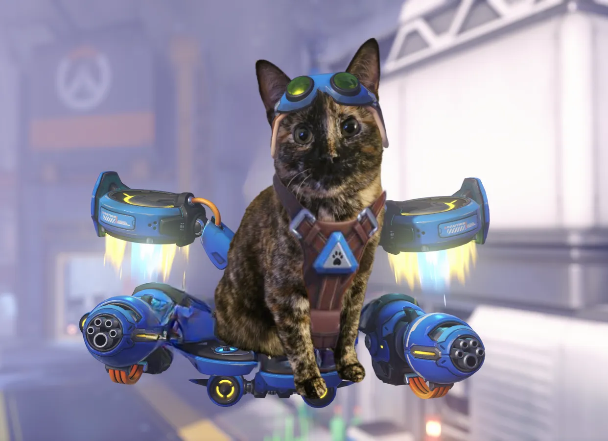 你家也有火箭貓貓嗎？國外《鬥陣特攻》社群掀起Cosplay 自家貓咪的風潮