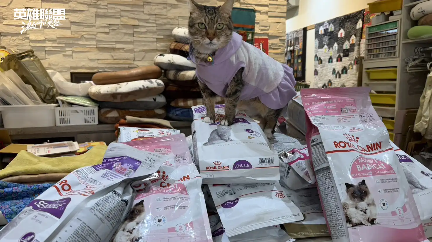 《英雄聯盟：激鬥峽谷》新英雄「諾拉」登場台灣大哥大攜手中途之家推浪貓認養　讓「找到回家的路」從遊戲化為真實