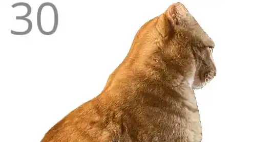 擼貓大挑戰！韓網友開發「幫貓梳毛」網頁遊戲 合格貓奴究竟是狂擼猛擼還是被慘遭吞食？